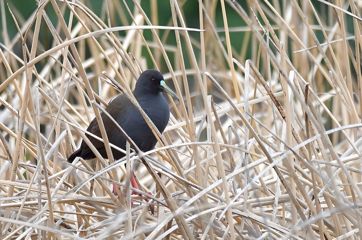 Rascón Gallineta - ML647722734