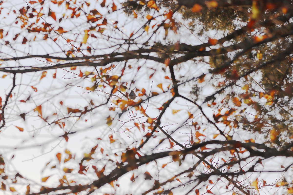 Herrerillo Bicolor - ML647722736