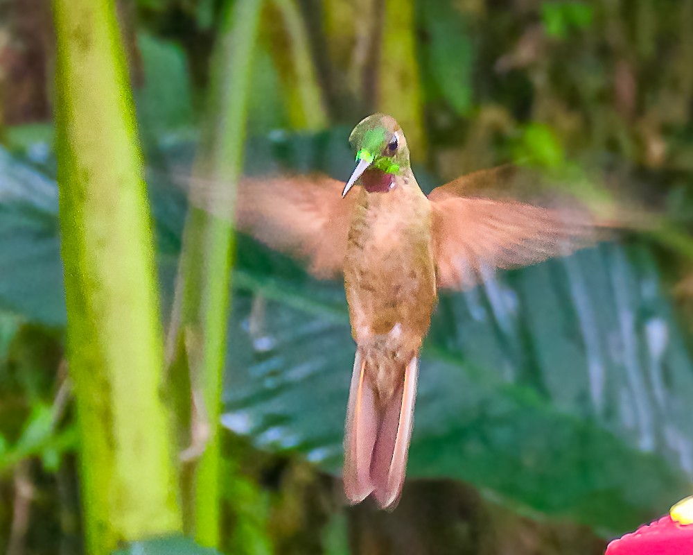Brillante Pechigamuza - ML647722737