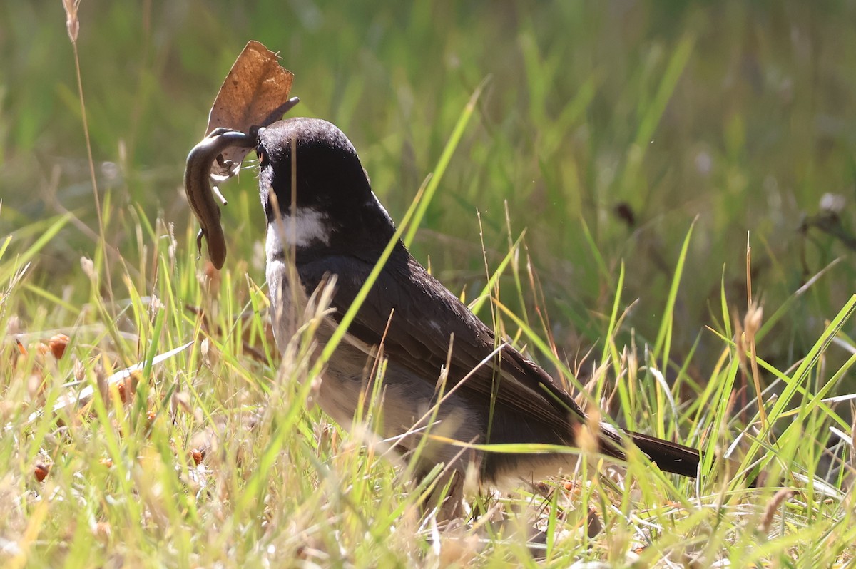 Verdugo Acollarado - ML647722738