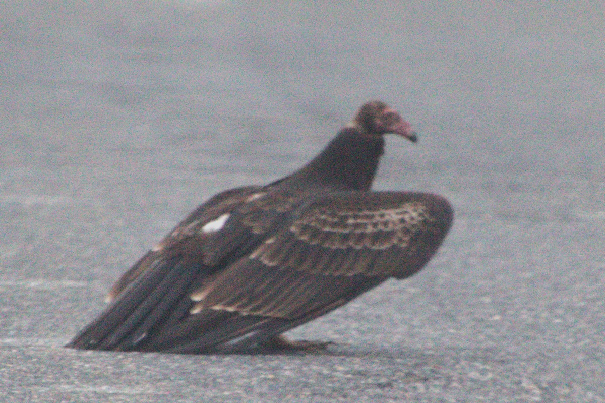 Zopilote Negro - ML647722739