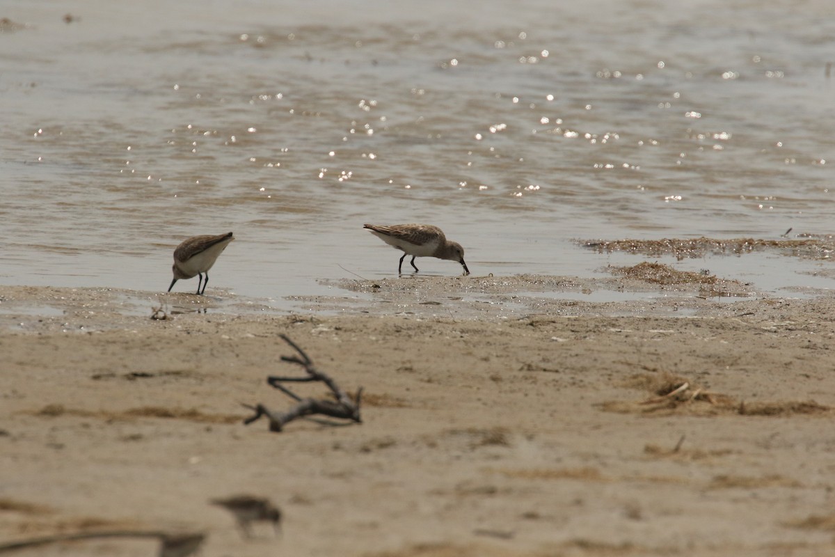 Correlimos Semipalmeado - ML647722740