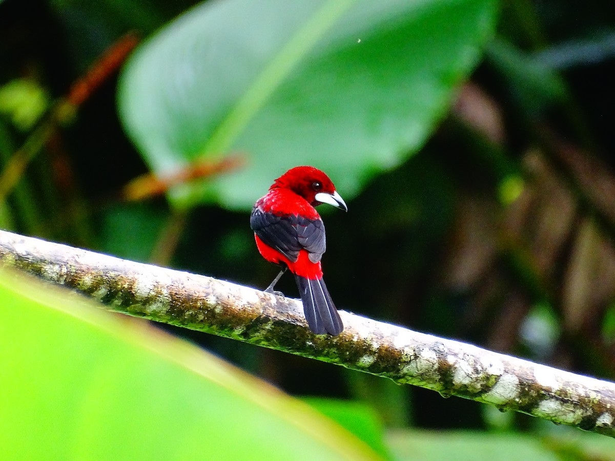 Tangara Dorsirroja - ML647722741