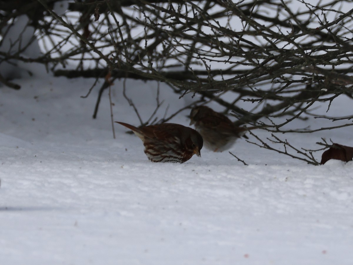 Chingolo Zorruno - ML647722742