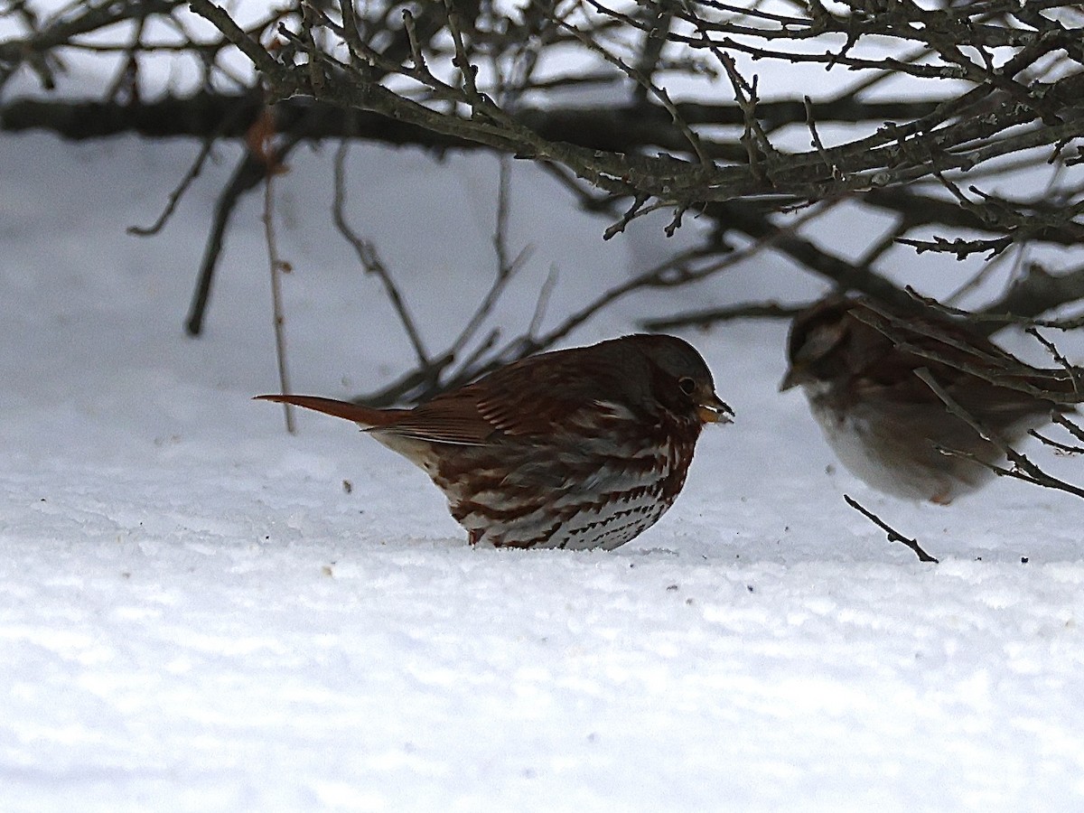 Chingolo Zorruno - ML647722743