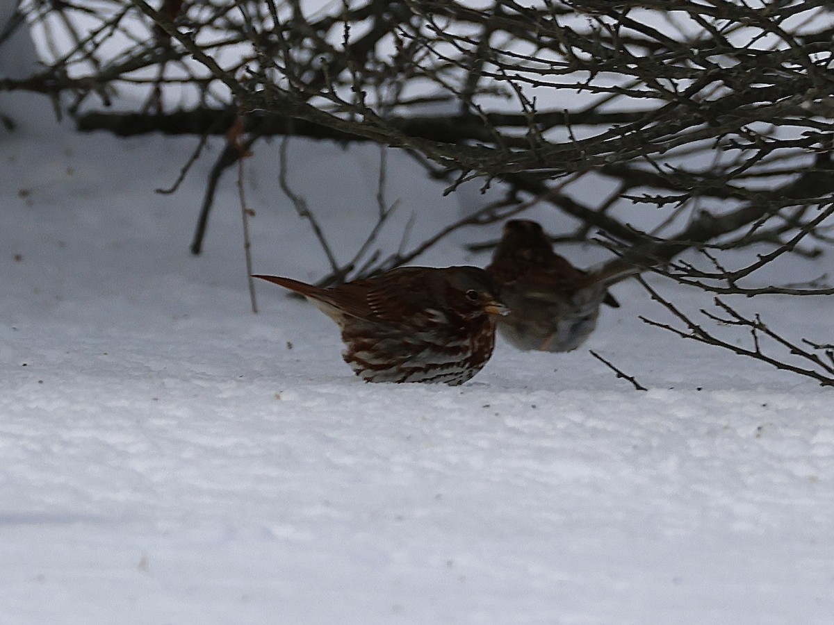 Chingolo Zorruno - ML647722744