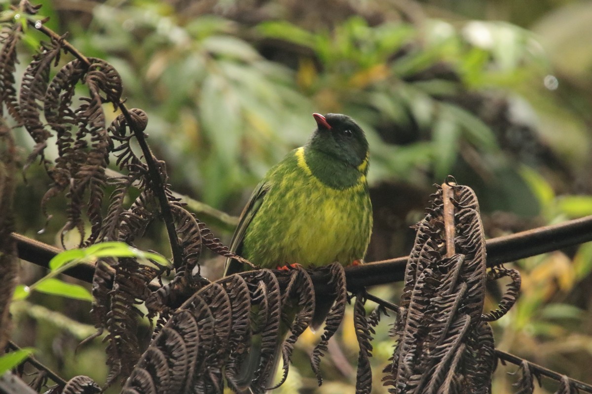 Frutero Verdinegro - ML647722745