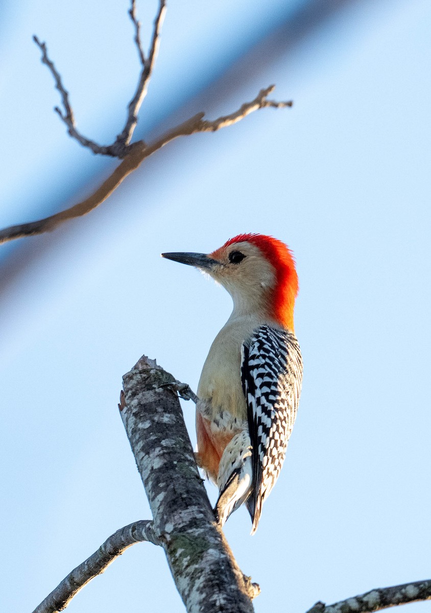 Carpintero de Carolina - ML647722747