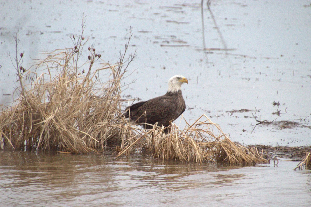 Pigargo Americano - ML647722749