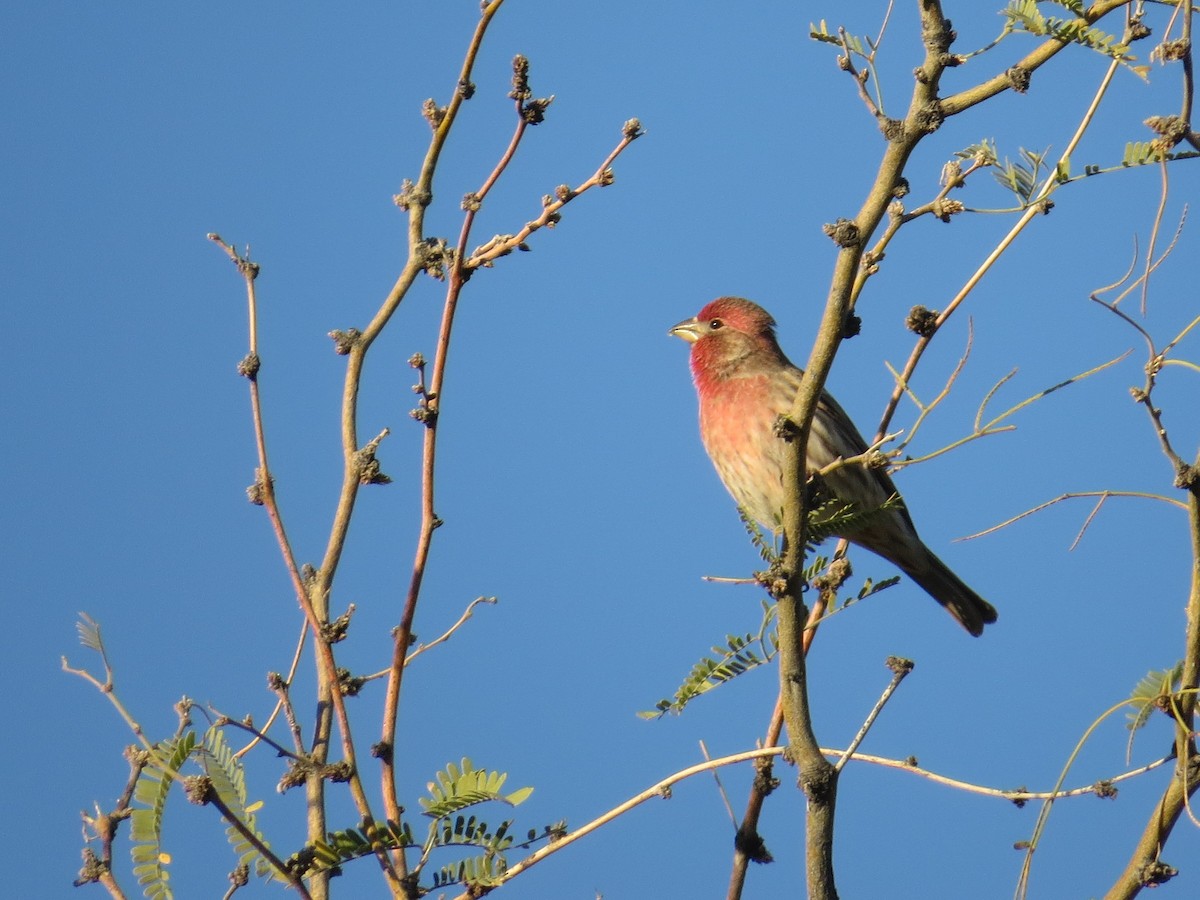 Camachuelo Mexicano - ML647722750