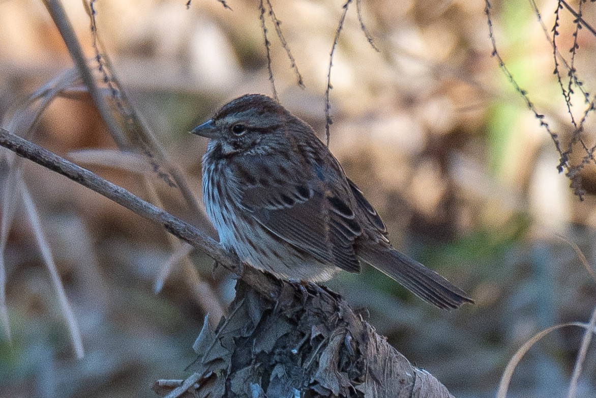 Chingolo Cantor - ML647722751