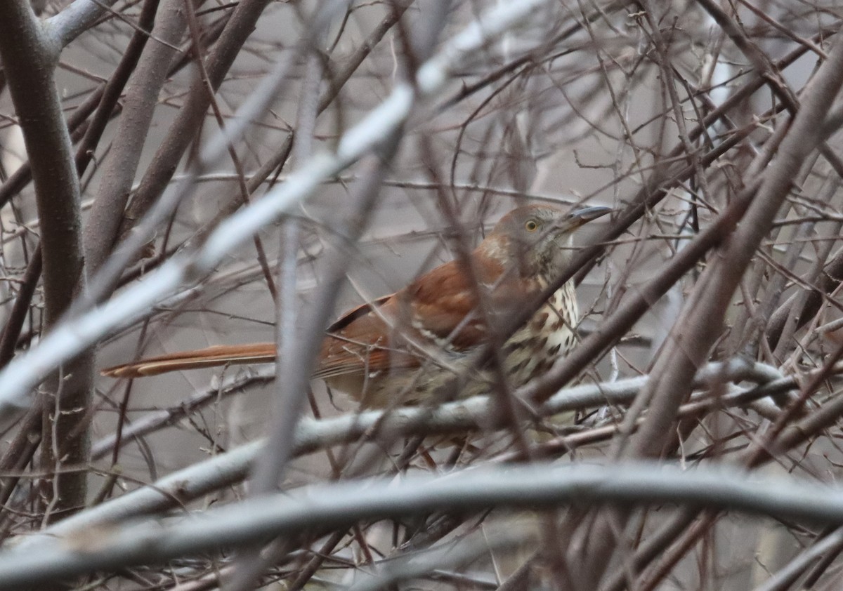Brown Thrasher - ML647722753