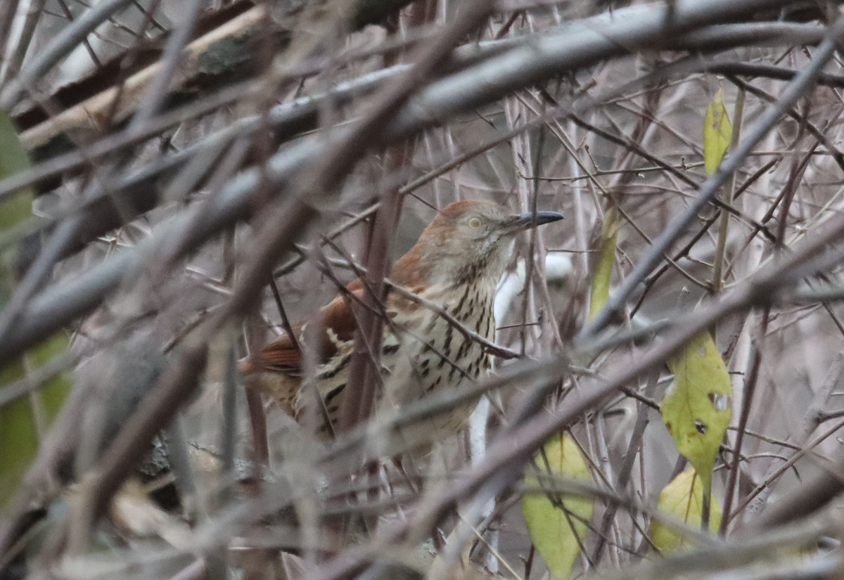 Brown Thrasher - ML647722754