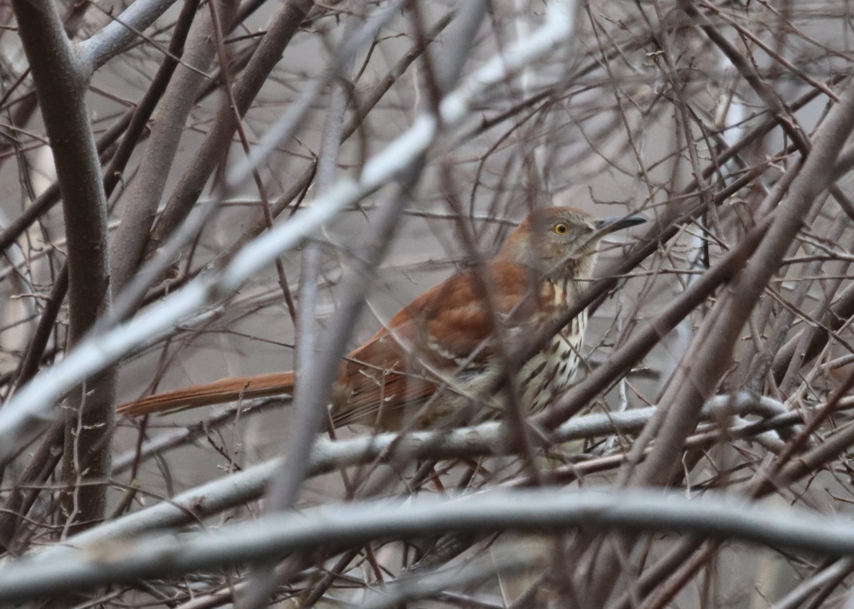 Brown Thrasher - ML647722755
