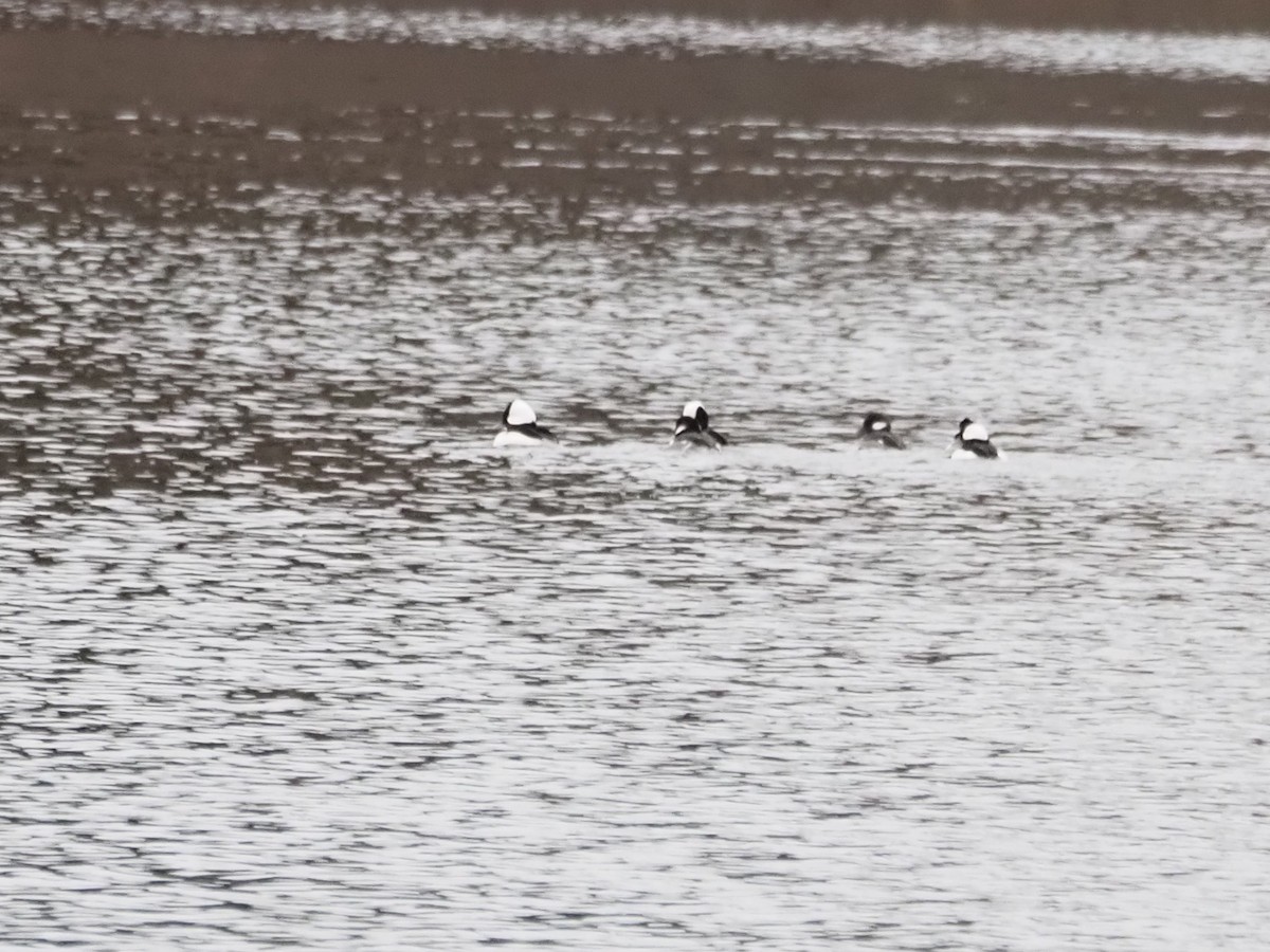 Porrón Albeola - ML647722756