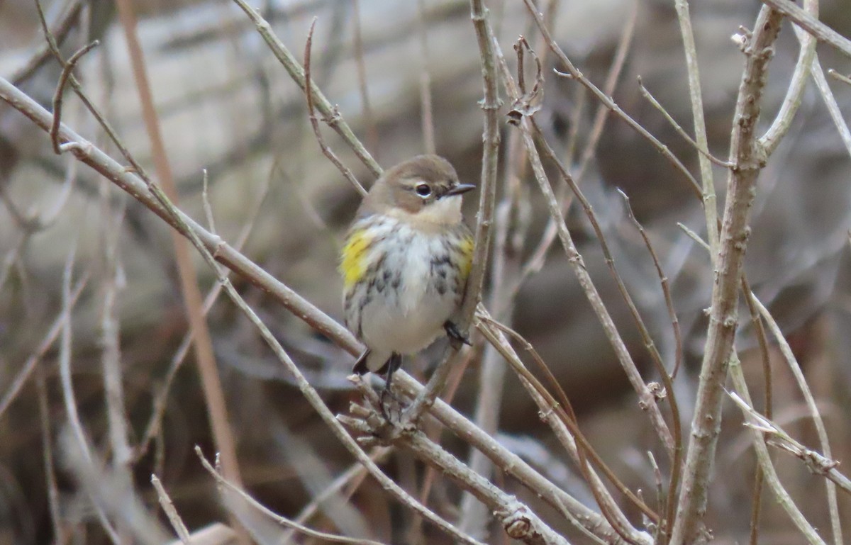 Reinita Coronada - ML647722757