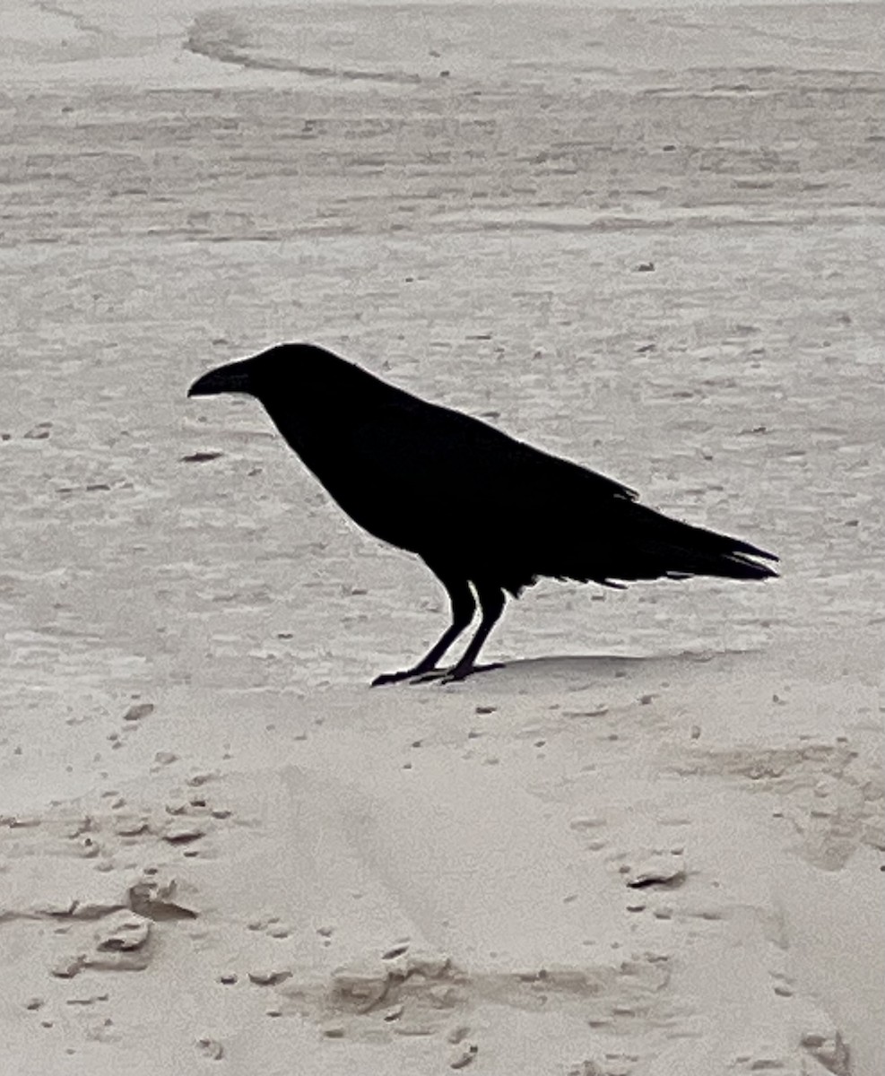 Cuervo Grande - ML647722761