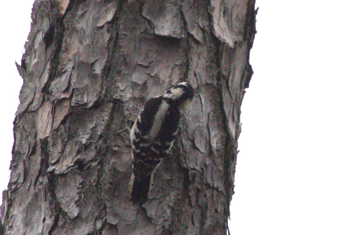 Pico Pubescente - ML647722762