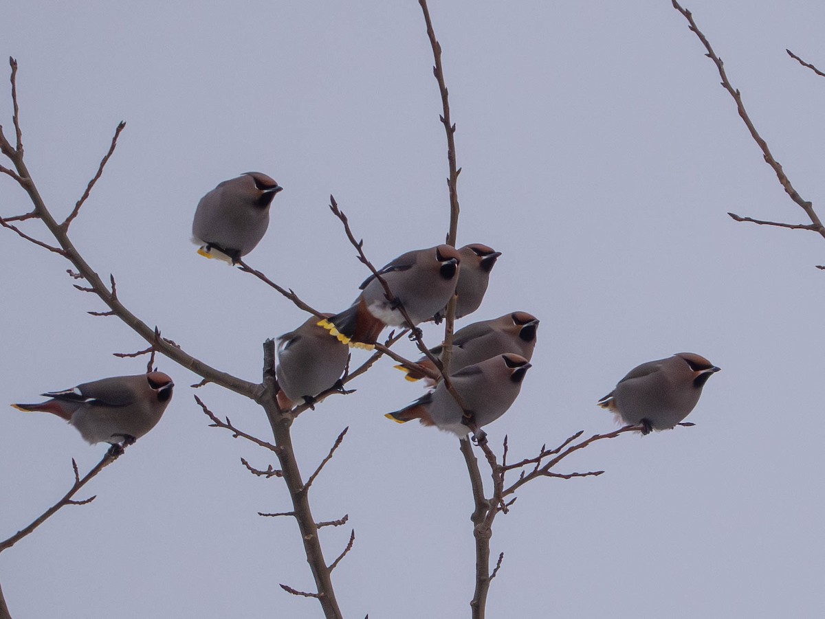 Ampelis Europeo - ML647722764