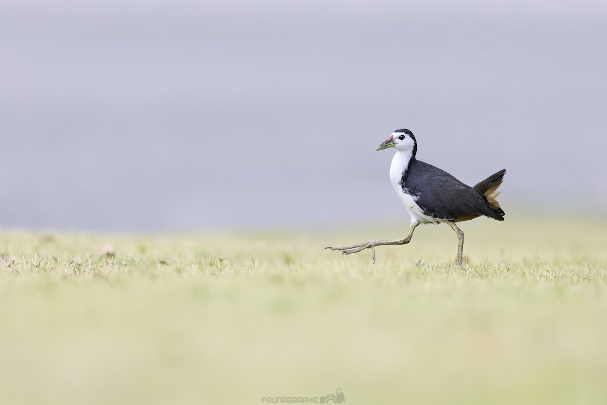 Gallineta Pechiblanca - ML647722765