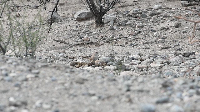 Sandy Gallito - ML647722771