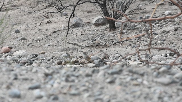 Sandy Gallito - ML647722781