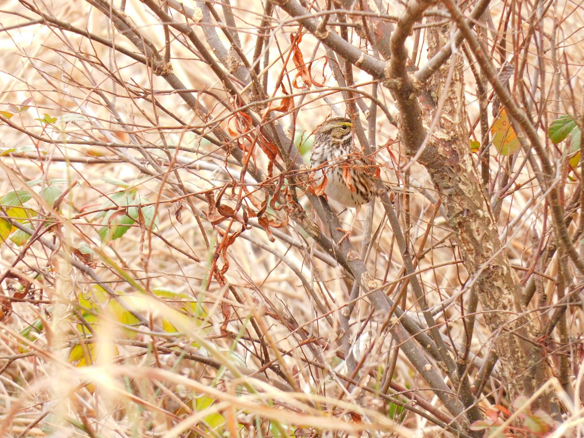 Savannah Sparrow - ML647722782