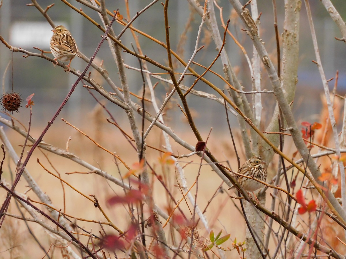 Savannah Sparrow - ML647722783