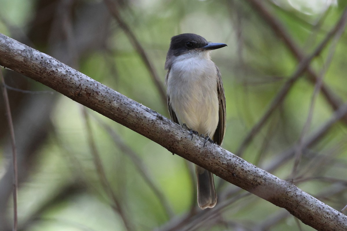 Тиран темноголовий - ML647722789