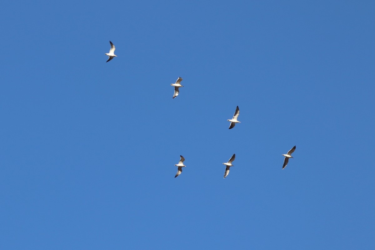 gull sp. - ML647722798