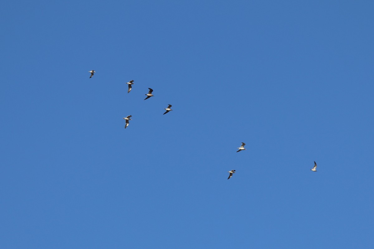 gull sp. - ML647722799