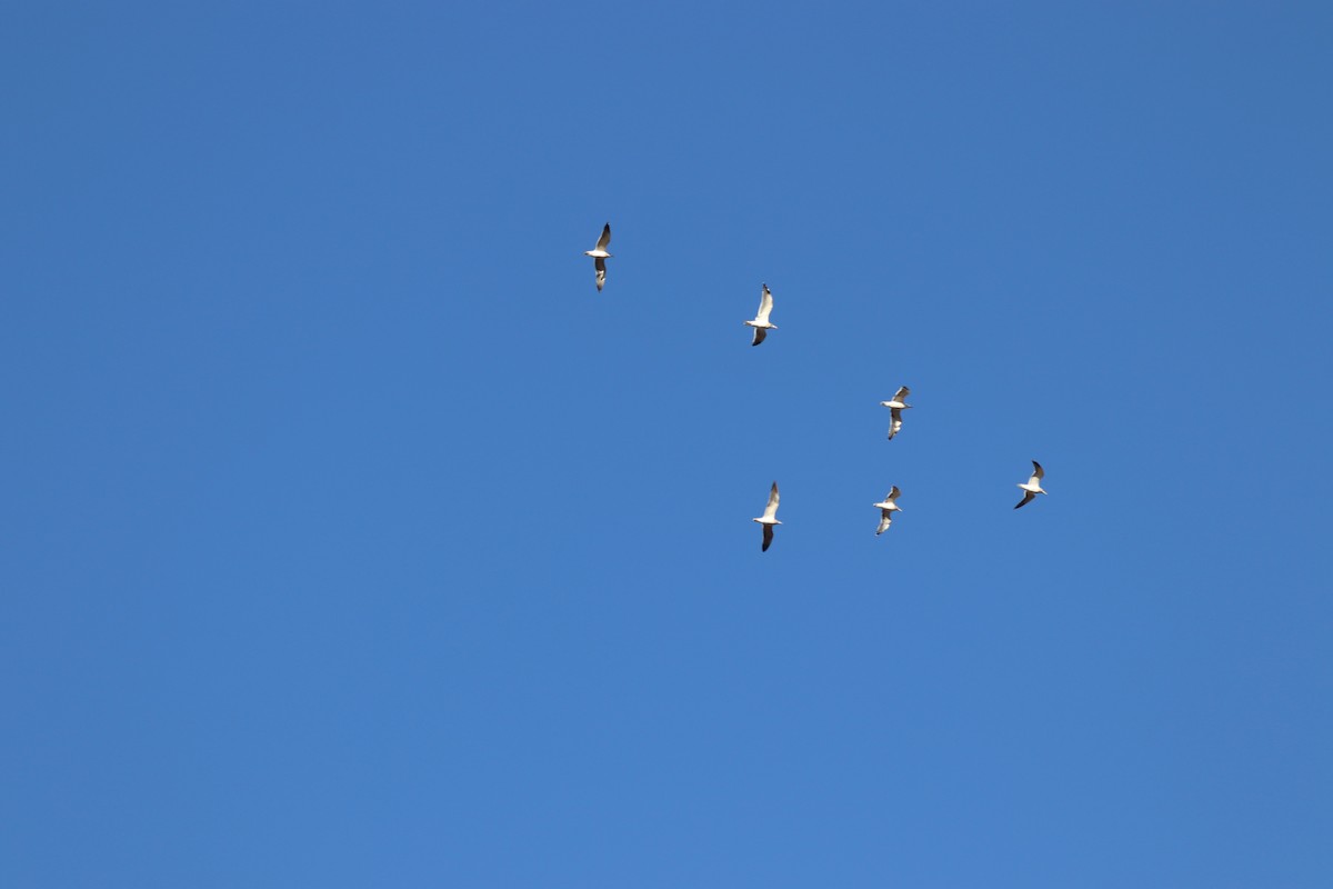 gull sp. - ML647722800