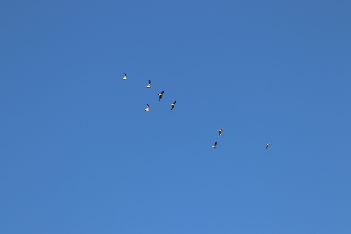 gull sp. - ML647722801