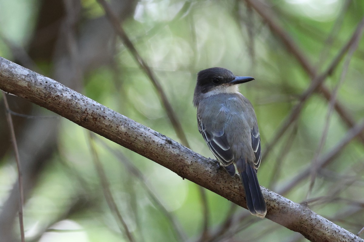 Тиран темноголовий - ML647722806