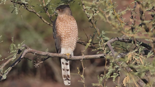 jestřáb americký - ML647722808