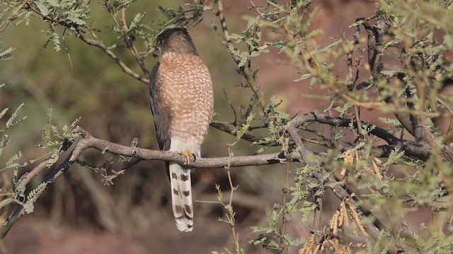 jestřáb americký - ML647722816