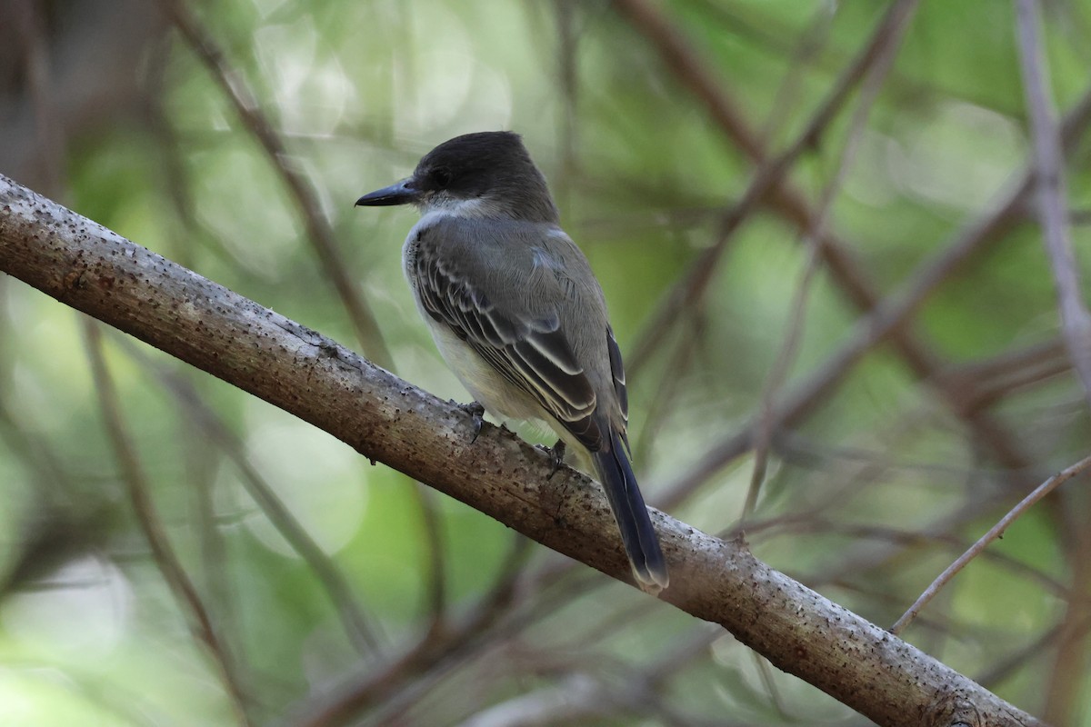 Тиран темноголовий - ML647722817