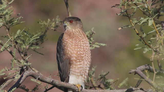 jestřáb americký - ML647722818