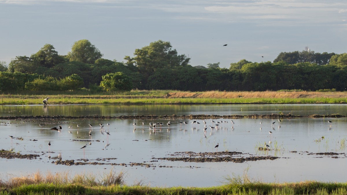 Кулик-довгоніг чорнокрилий - ML647722820