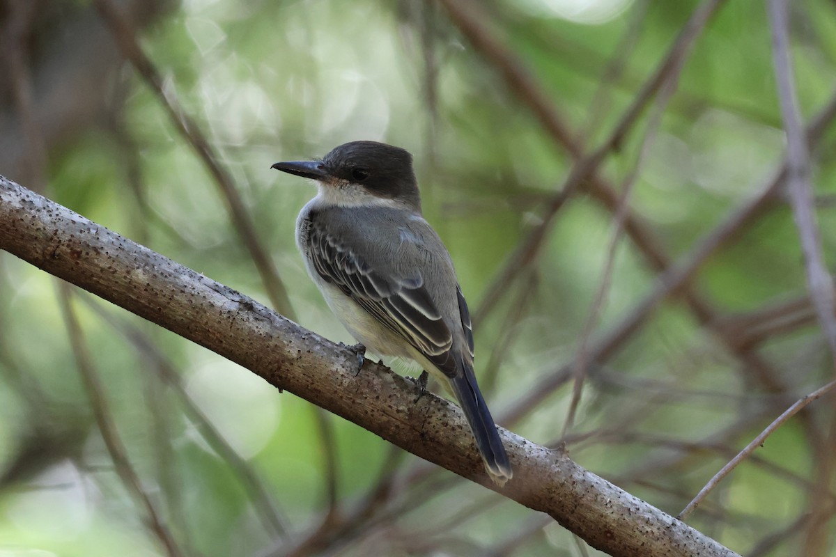 Тиран темноголовий - ML647722822