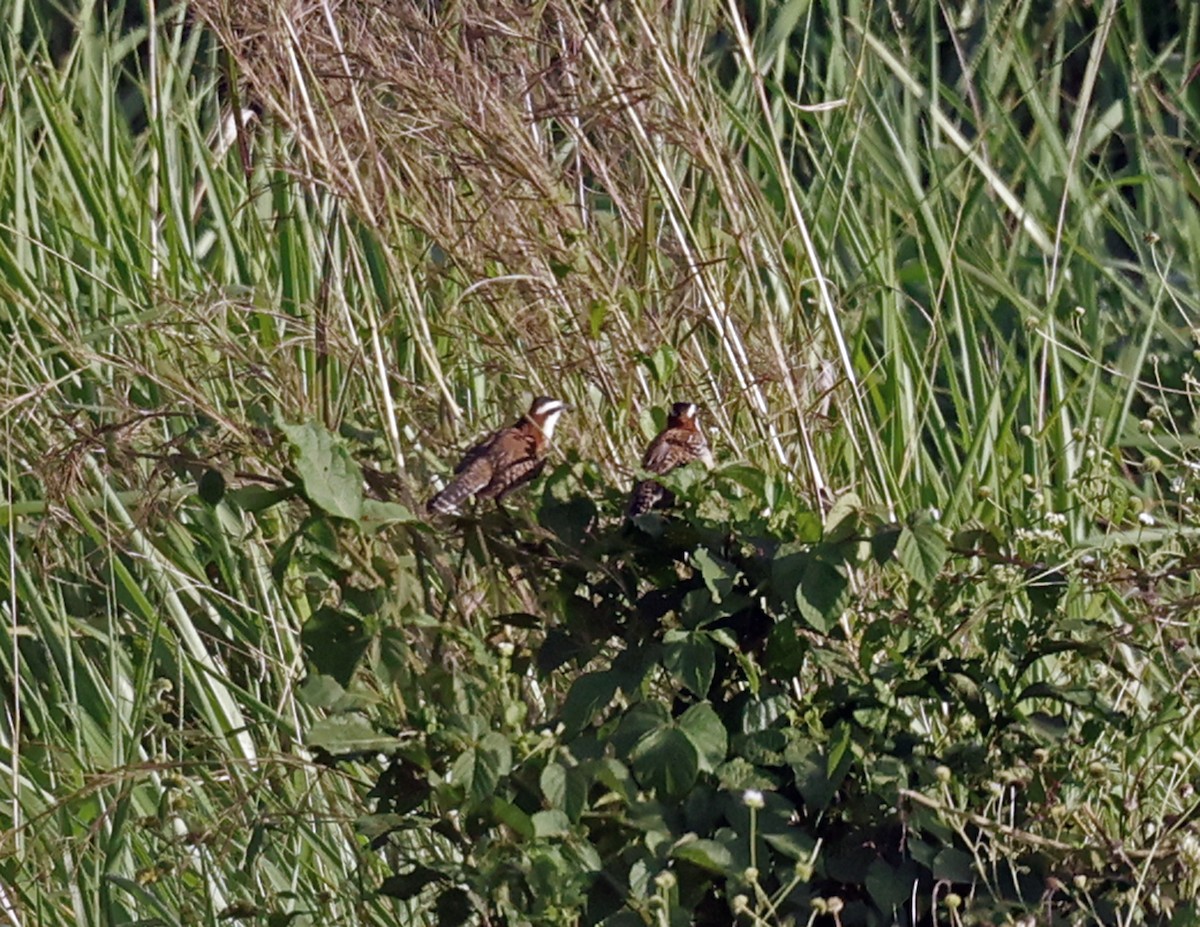 Rufous-backed Wren - ML647722827