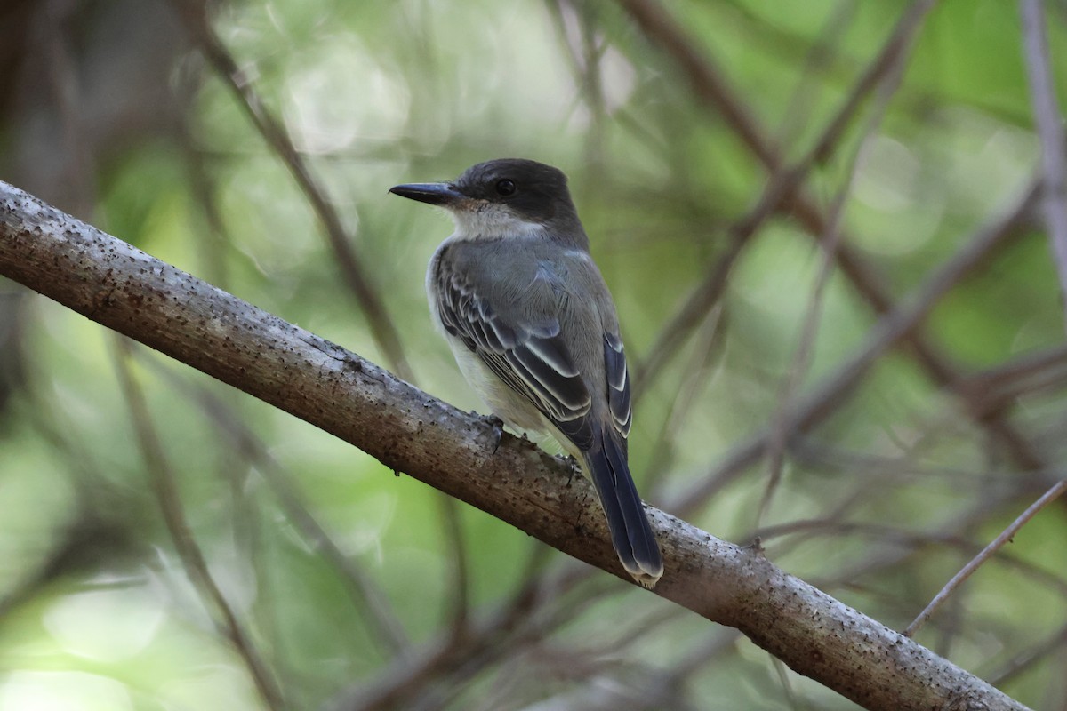 Тиран темноголовий - ML647722829