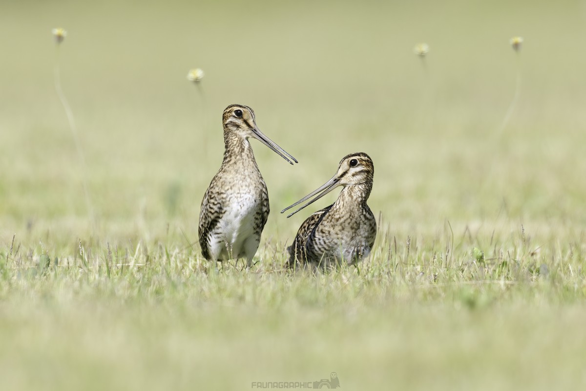 Sibirya Suçulluğu - ML647722834