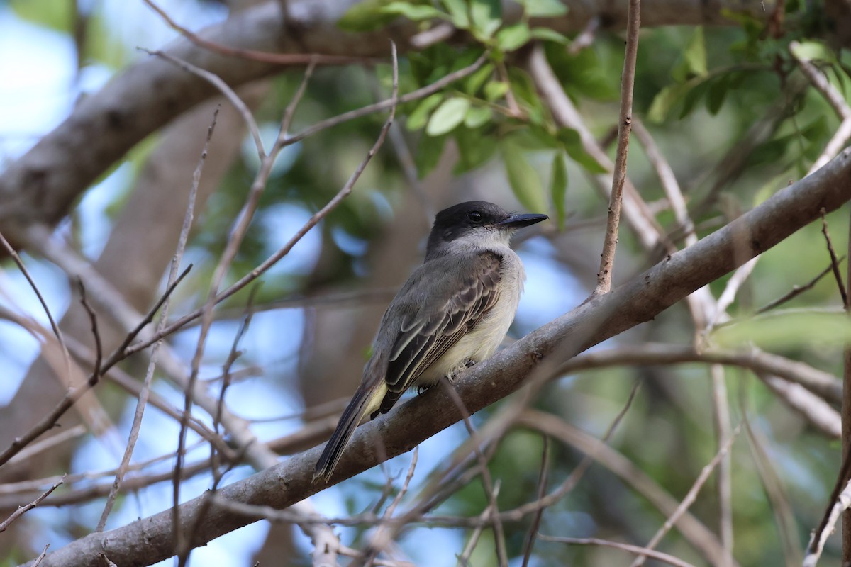 Тиран темноголовий - ML647722841