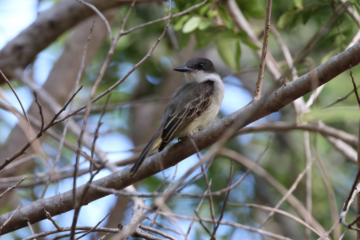 Тиран темноголовий - ML647722846