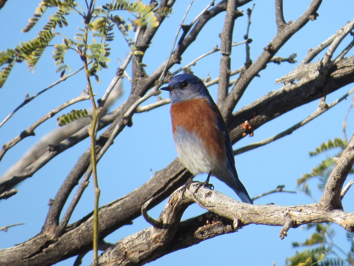 Блакитник західний - ML647722848