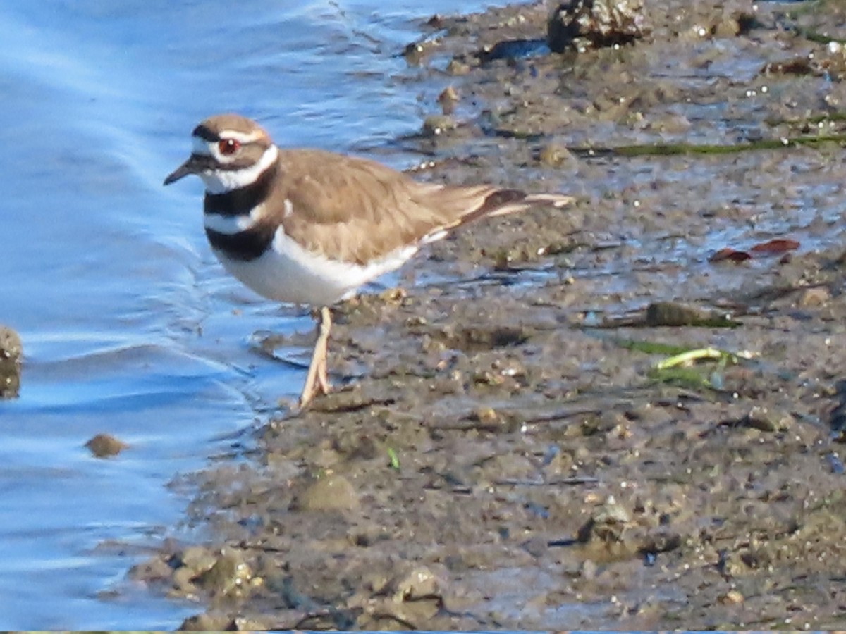 Пісочник крикливий - ML647722849