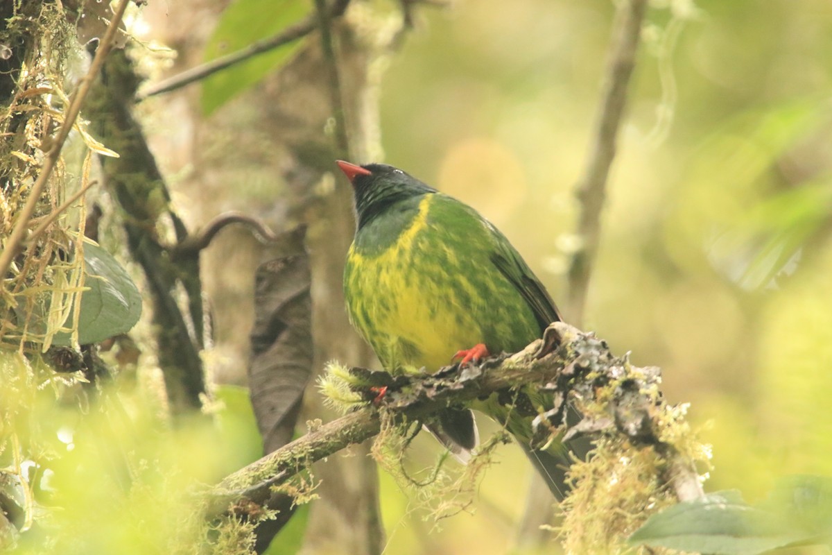 Плодоїд чорно-зелений - ML647722851
