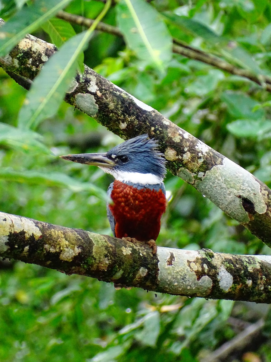 Рибалочка-чубань неотропічний - ML647722852