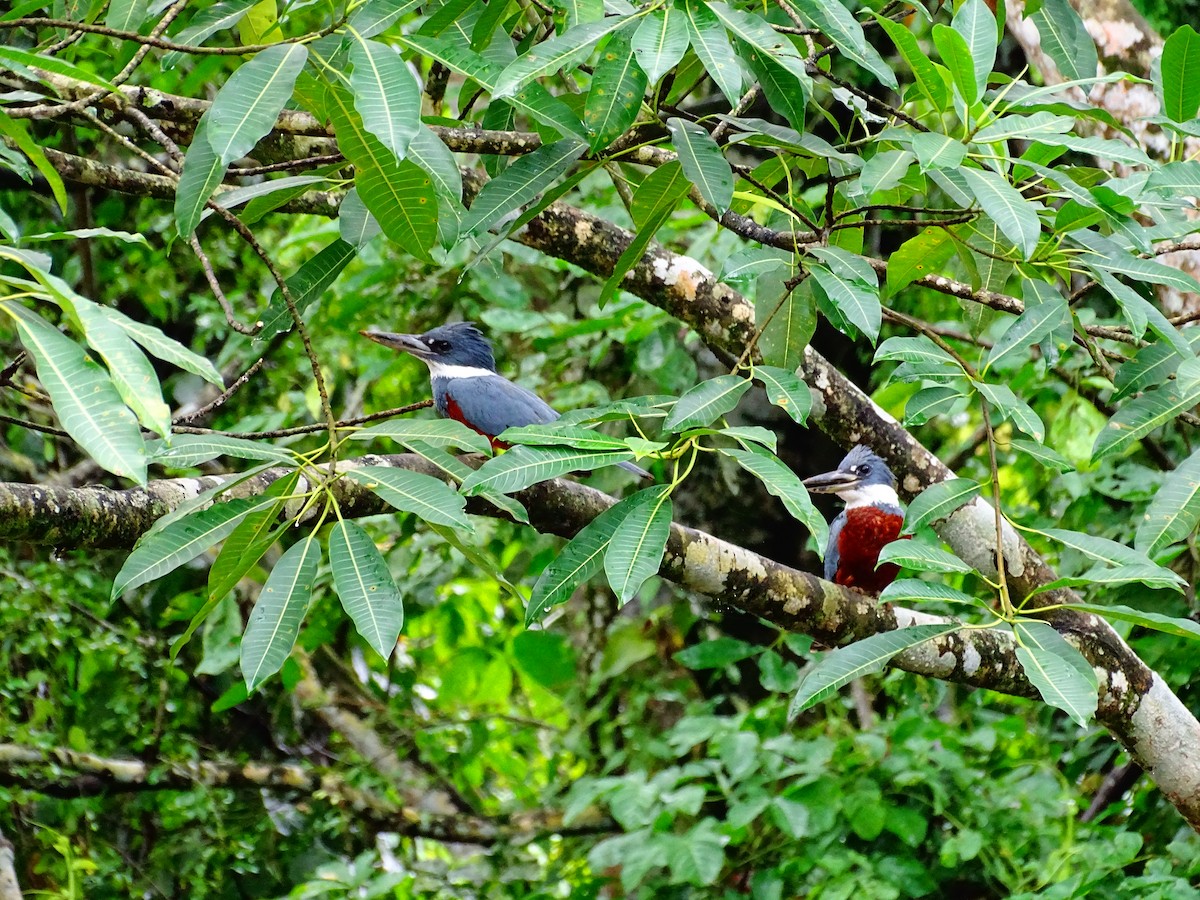 Рибалочка-чубань неотропічний - ML647722853